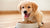 What’s a Good Puppy Dog Food? A Comprehensive Guide to Nourishing Your Furry Friend