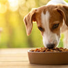 What's a Good Wet Food for Dogs? A Comprehensive Guide for Pet Owners