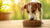 What's a Good Wet Food for Dogs? A Comprehensive Guide for Pet Owners