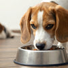 What's Best for Dogs: Wet or Dry Food?