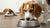What's Best for Dogs: Wet or Dry Food?