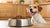 What's Kibble for Dogs? Understanding the Essentials of Dog Nutrition