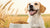 What's the Benefit of Grain-Free Dog Food?