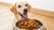 What's the Best Canned Dog Food for Dogs? A Comprehensive Guide for Pet Parents