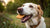 What's the Best Dog Biscuits for Your Furry Friend?-141102252271
