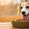What's the Best Dog Food for a Dog with Allergies? A Comprehensive Guide for Pet Owners