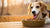 What's the Best Dog Food for a Dog with Allergies? A Comprehensive Guide for Pet Owners