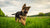What's the Best Dog Food for a German Shepherd Puppy? Choosing the Right Nutrition for Your Growing Pup