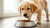 What's the Best Dog Food for a Puppy? Finding the Ideal Nutrition for Your Furry Friend
