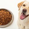 What's the Best Dog Food for Dogs with Allergies?