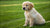 What's the Best Dog Food for Dogs with Skin Allergies?-141043204335