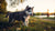 What's the Best Dog Food for Husky Puppies: A Comprehensive Guide