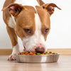 What's the Best Dog Food for Pitbulls to Gain Weight?
