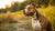What's the Best Dog Food for Pitbulls with Allergies: A Comprehensive Guide-141040910575