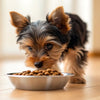 What’s the Best Dog Food for Yorkie Puppies? A Comprehensive Guide for Pet Parents