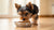 What’s the Best Dog Food for Yorkie Puppies? A Comprehensive Guide for Pet Parents