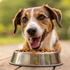 What's the Best Dry Dog Food for Dogs? A Comprehensive Guide for Pet Owners