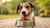 What's the Best Dry Dog Food for Dogs? A Comprehensive Guide for Pet Owners
