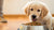 What's the Best Dry Dog Food for Puppies? A Comprehensive Guide for Pet Parents