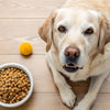 What's the Best Dry Dog Food for Senior Dogs? A Comprehensive Guide