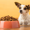 What's the Best Dry Dog Food for Small Dogs? A Comprehensive Guide for Pet Owners