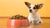 What's the Best Dry Dog Food for Small Dogs? A Comprehensive Guide for Pet Owners