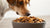 What's the Best Dry Dog Food to Feed Your Dog? A Comprehensive Guide for Pet Parents