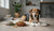 What's the Best Food for a Dog with Allergies? Your Comprehensive Guide-141417775343