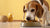 What's the Best Food for Senior Dogs? A Comprehensive Guide-141223035119