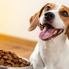What's the Best Grain Free Dry Dog Food? A Comprehensive Guide