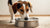 What's the Best Water Bowl for Dogs? Discover the Ultimate Solution for Your Furry Friend's Hydration Needs