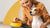 What's the Best Way to Put Weight on a Dog? A Comprehensive Guide for Caring Pet Owners
