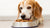 What's the Best Wet Dog Food for Senior Dogs? A Comprehensive Guide