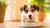 What's the Best Wet Dog Food for Small Dogs? A Comprehensive Guide for Pet Owners