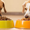What's the Difference Between Grain and Grain-Free Dog Food?