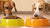 What's the Difference Between Grain and Grain-Free Dog Food?