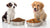 What's the Difference Between Puppy and Dog Food?