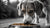 What's the Most Common Food Allergy in Dogs? Understanding Canine Allergies and Management-141098156271