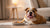 What Seasonings Can Dogs Have? A Comprehensive Guide for Pet Owners