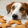 What Should I Do If My Dog Ate Gingerbread Cookies?