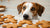 What Should I Do If My Dog Ate Gingerbread Cookies?