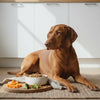 What Should I Feed My Dog with Food Allergies? A Comprehensive Guide