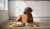 What Should I Feed My Dog with Food Allergies? A Comprehensive Guide