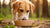What Size Dog Food Bowl Do I Need? A Comprehensive Guide for Pet Owners
