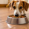 What Size Food Bowl for Dog: The Guide to Perfect Proportions