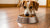 What Size Food Bowl for Dog: Finding the Perfect Fit for Your Furry Friend