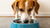 What Size Water Bowl for Dog: A Comprehensive Guide to Choosing the Right Fit for Your Furry Friend