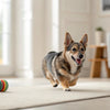 What to Avoid in Dry Dog Food: A Comprehensive Guide for Pet Owners
