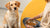 What to Do If a Dog Is Not Eating Food: A Comprehensive Guide for Pet Parents