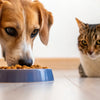 What to Do If My Dog Eats Cat Food: A Comprehensive Guide for Pet Owners